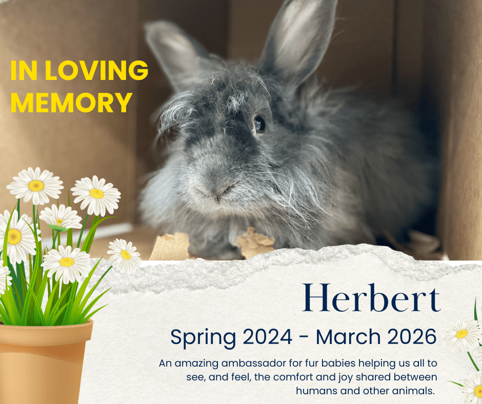 Blue White Modern Memorial Facebook Post